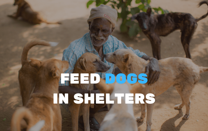 Feed stray dogs in shelters – buy with Bitcoin, USDT, ETH and 300+ tokens on GENGHIS