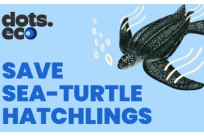 SAUVER LES TORTUES DE MER Gift Card (Belgium) – buy with Bitcoin, USDT, ETH and 300+ tokens on GENGHIS