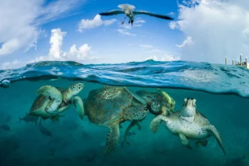 SAUVER LES TORTUES DE MER À L'ÉCLOSION BE